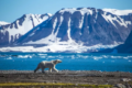 GitHub хоронит биткойн-код внутри арктической горы